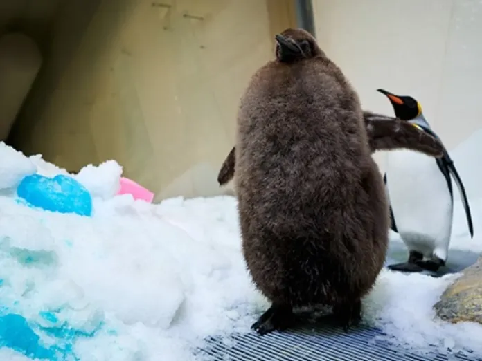 PESTO, EL PEQUEÑO PINGÜINO QUE ARRASA EN REDES POR SU TAMAÑO